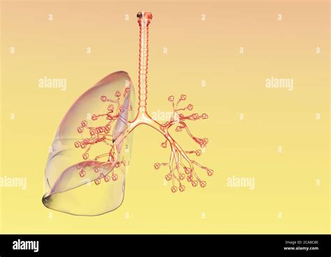 Bronquios Bronquiolos Y Alv Olos Fotograf As E Im Genes De Alta