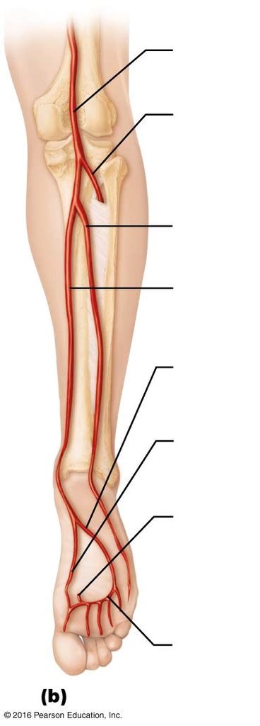 Posterior View Of Arteries Of Right Pelvis And Lower Limb Diagram