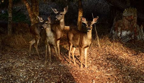 Learn about the incredible wildlife of Southern California