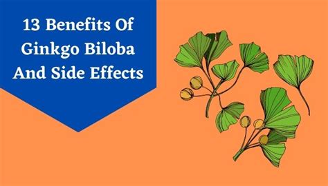 Ginkgo Biloba Benefits 13 Health Benefits Of Ginkgo Biloba And Its Side Effects Livlong