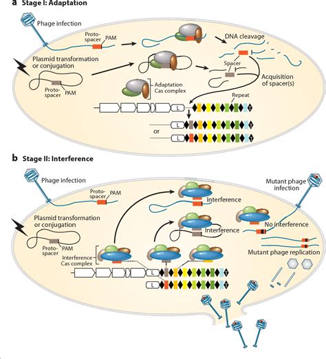 Figure 3 From Crisprcas System And Its Role In Phage Bacteria Interactions Semantic Scholar