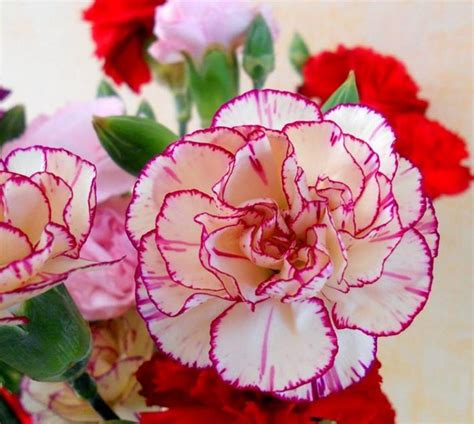 Hat Gi Ng Hoa C M Ch Ng K P Vi N Mix Dianthus H T Gi Ng Nga Si U Hot