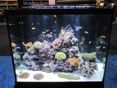 The coral in this tank is unbelievable! #Saltwater #aquarium #InstantOcean #Tetra #fish # ...