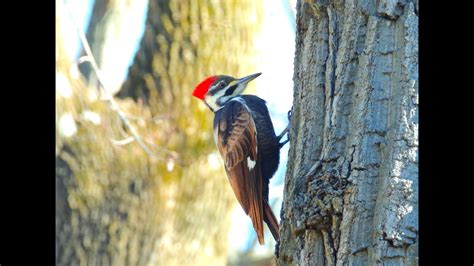 Bronze Pileated Woodpecker That Visits Our Feeders Youtube