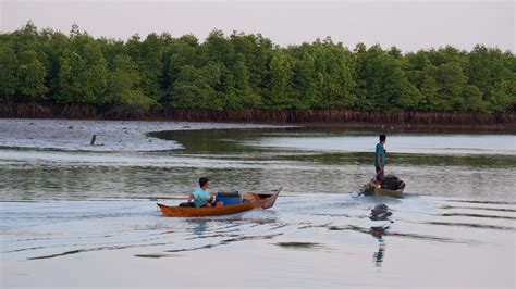 Mangrove Dan Lamun Ekosistem Penting Di Wilayah Pesisir Laut