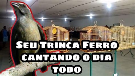 COMO FAZER SEU TRINCA FERRO CANTAR E ENCANTAR MANEJO PARA INICIANTES