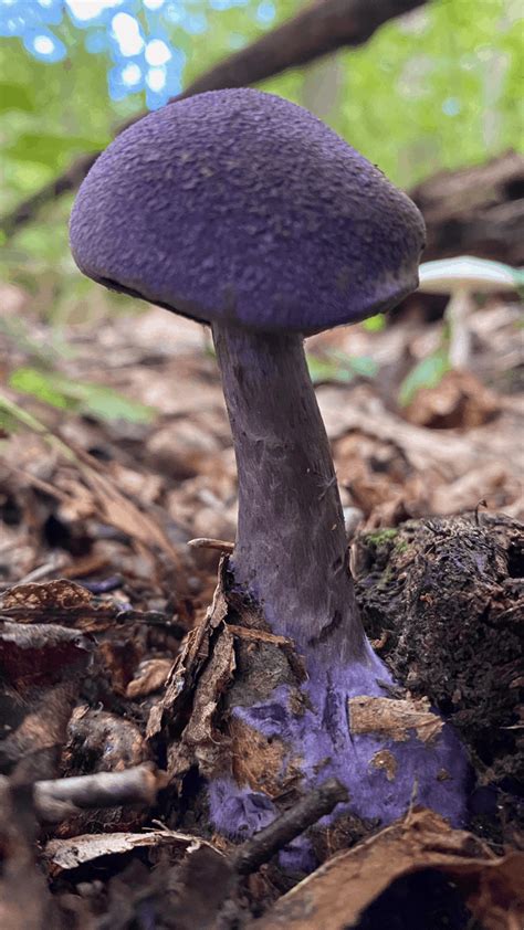 Purple Mushroom Cortinarius Violaceus Vics Tree Service