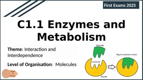 IB Biology C1.1 Enzymes and Metabolism - IB Diploma First Exams 2025 ...