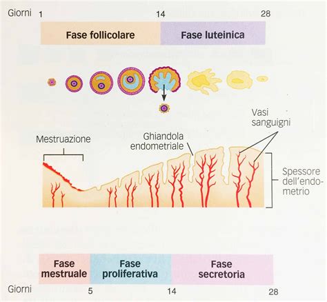 Differenziazione Sessuale E Ciclo Mestruale Bio Line Integratori