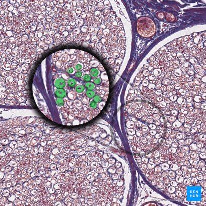 Histology of nervous tissue: neurons, nerves and ganglia | Kenhub