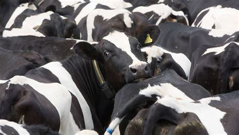 Dairy Farmers Warned To Plan For Future Price Volatility Farmers Weekly