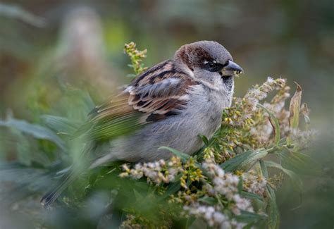 House Sparrow Owen Deutsch Photography