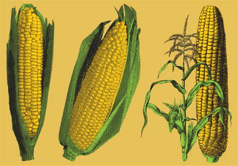 Engraved Corn Illustrations 95526 Vector Art At Vecteezy