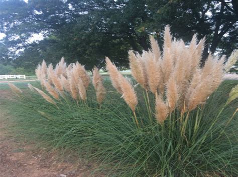 Ornamental Grasses And Grass Like Plants For Oklahoma Oklahoma State University