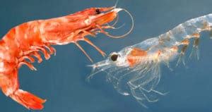 Shrimp vs. Krill: Differences in Appearance, Habitat, & Behavior