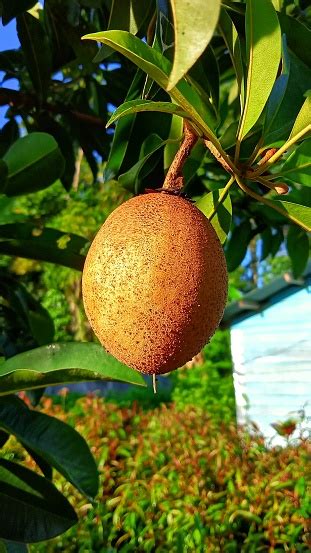 Sapodilla Fruit Stock Photo - Download Image Now - Agriculture, Asia ...