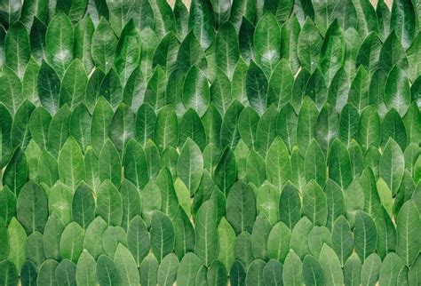 Green leaf Backdrop Computer Printed Photography Backgrounds | Etsy