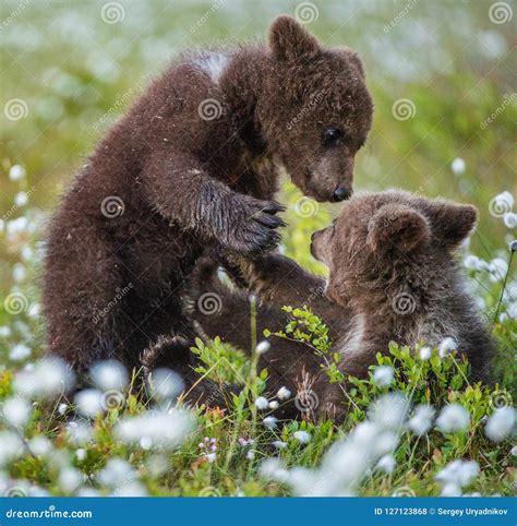 Brown Bear Cubs Playing In The Forest Bear Cubs Stands On Its Hind