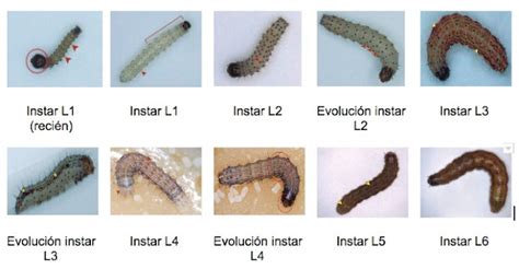 FuturCrop Los avisos de riesgo de plagas ayudan a su identificación en