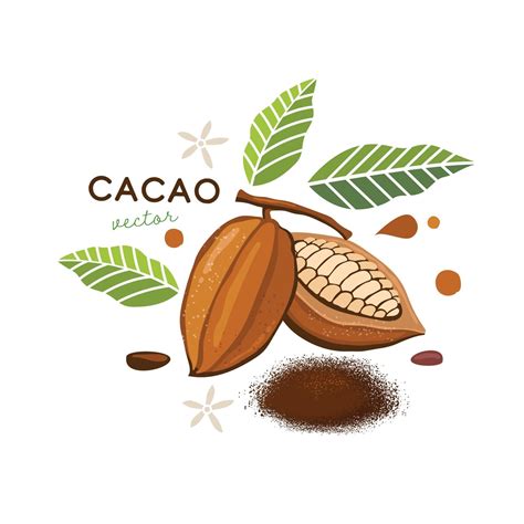 Granos De Cacao Con Hojas Verdes Ilustraci N Vectorial Vector