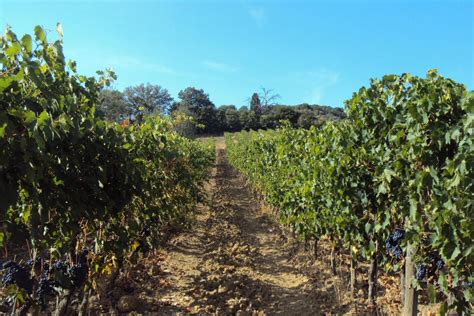 Escursione In Toscana Da Roma Con Degustazione Di Vino E Pranzo Incluso