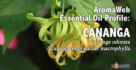 Aromawebs Cananga Essential Oil Profile Provides A Helpful Overview Of