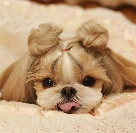 Top 10 Cutest Dog Breeds — Small Cutest Dogs We Can’t Get Enough Of ...