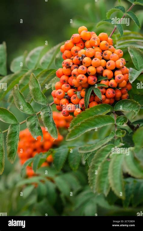 Sorbus Aucuparia Known As Rowan Or Mountain Ash Shrub With Red And