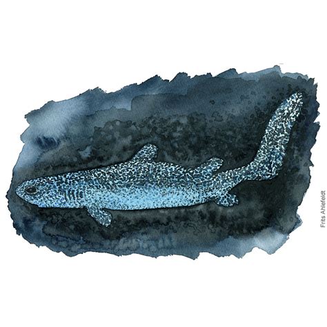 Dw00453 Kitefin shark glow – Frits Ahlefeldt: Logbook, watercolors ...