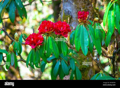 Rhododendron Flower In The Himalayas Of Nepal Khaptad National Park