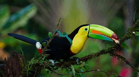 The Most Beautiful Things About Costa Rica