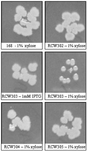 The influence on B. subtilis colony morphology expressing either B ...