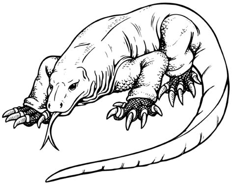 Komodo Dragon Coloring Pages | Рисунки, Вараны, Комодо