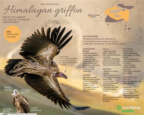 What is the Himalayan griffon's wingspan?