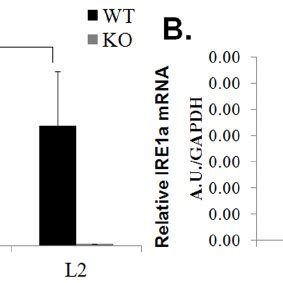 Pp Ce On Mammary Gland Development Representative Whole Mount Images