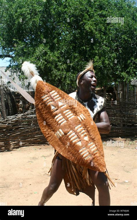 Traditional Zulu Warrior At Shakaland Zulu Cultural Village Eshowe