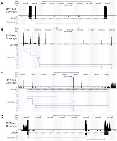 The Black Peaks Represent Rna Seq Read Depth And The Blue Lines