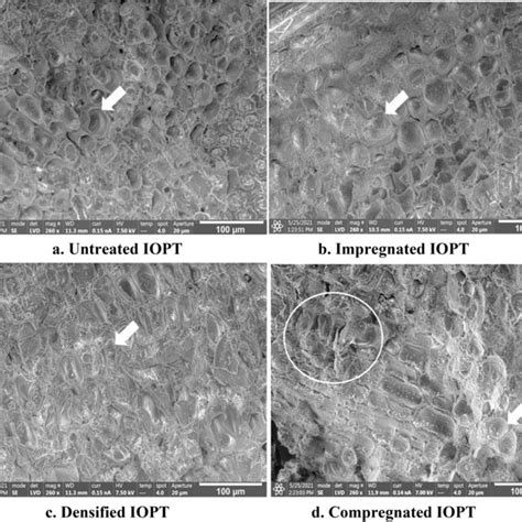 Scanning Electron Micrographs Of The Transverse Surface In A