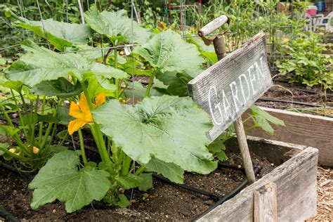 Gardner Shares Simple Tip for Improving Squash Harvest - Dengarden News