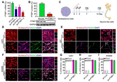 PTBP1 knockdown reprograms glioblastoma cells into a neural ... 