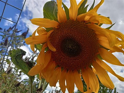 Sunflower Giant Russian | Dave's Seed