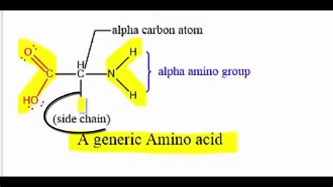 Mcat® Amino Acids Part I The General Structure Of An Amino Acid Youtube