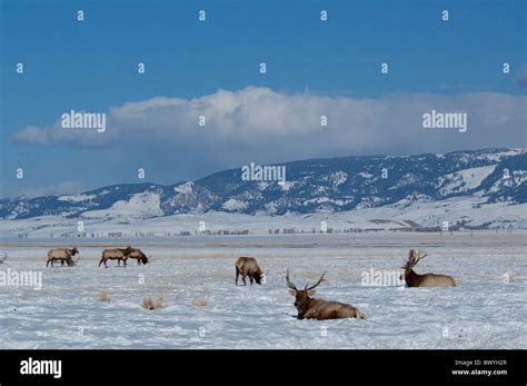 USA, Wyoming, Jackson Hole. National Elk Refuge in winter. Elk, (wild: Cervus elaphus) aka ...