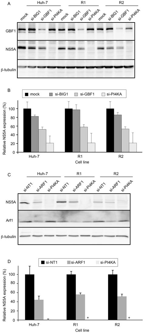 Impact Of Gbf And Arf Depletion On Hcv Replication In R And R