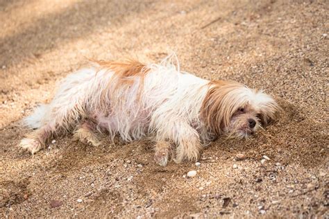 La Fiscalía Pide Prisión Para Un Hombre Por Maltrato Animal Con