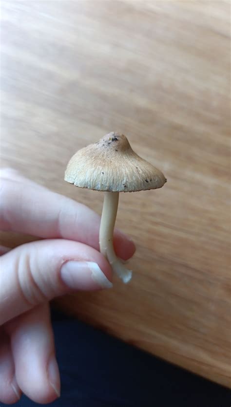 What mushroom is this? Could it be a liberty cap. Nordic country : r ...