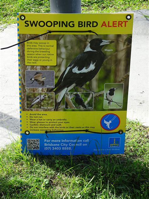 How to survive magpie swooping season - Curious