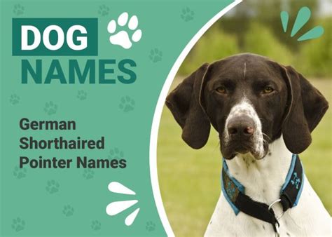 150+ German Shorthaired Pointer Names: Best Ideas for Your Pup – Dogster