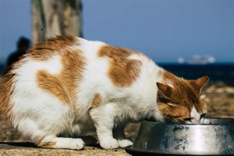 Premium Photo | Close-up of a cat drinking water