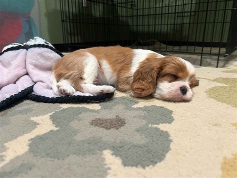 AKC Puppies For Sale In Seattle, WA